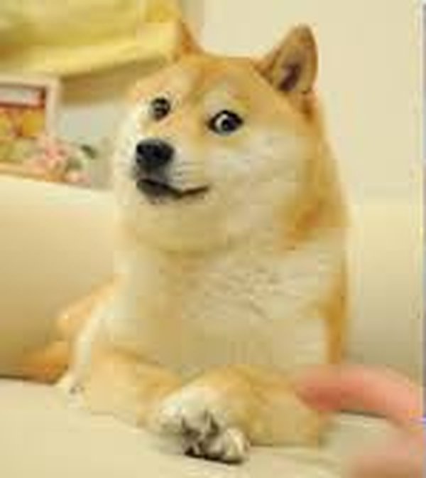 Kabosu, the original Doge